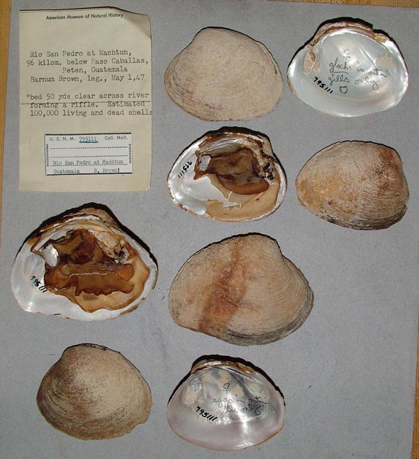 image of lot USNM_795111