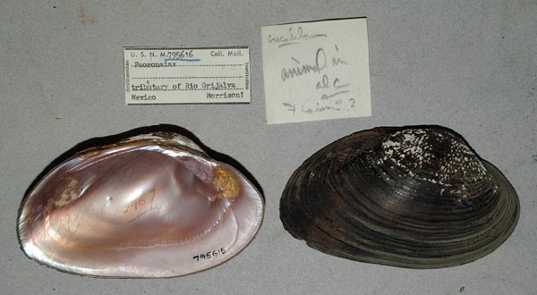 image of lot USNM_795616