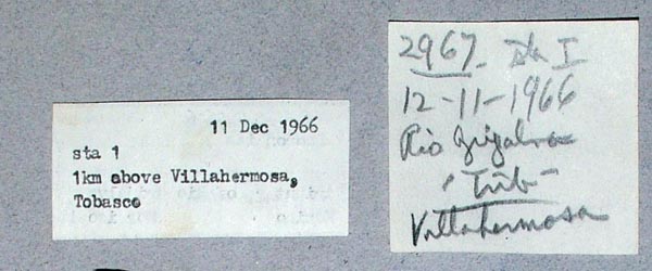 image of lot USNM_795616