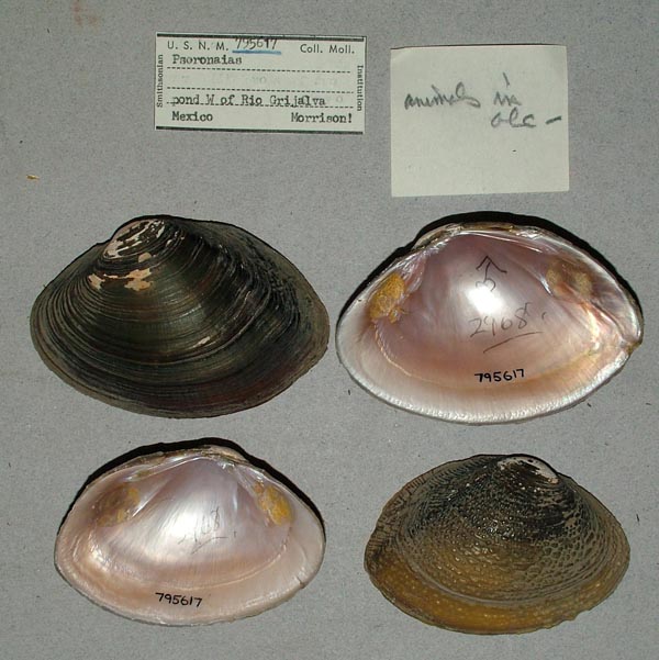 image of lot USNM_795617