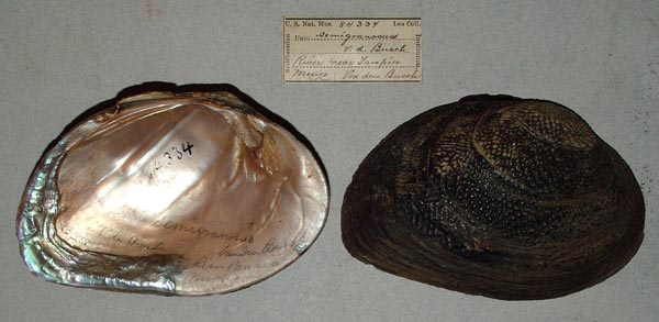 image of lot USNM_84334