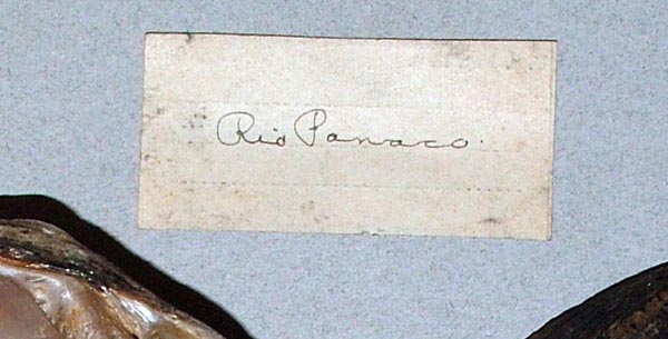 image of lot USNM_84334