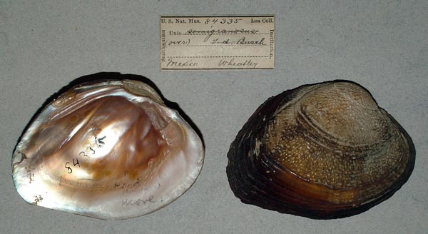 image of lot USNM_84335