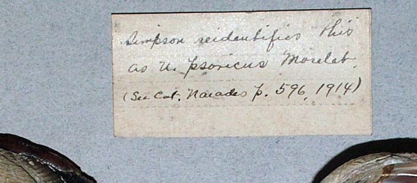 image of lot USNM_84335