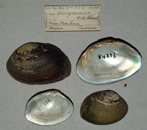 image of lot USNM_84336