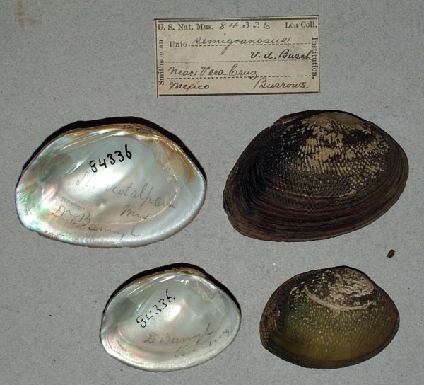 image of lot USNM_84336