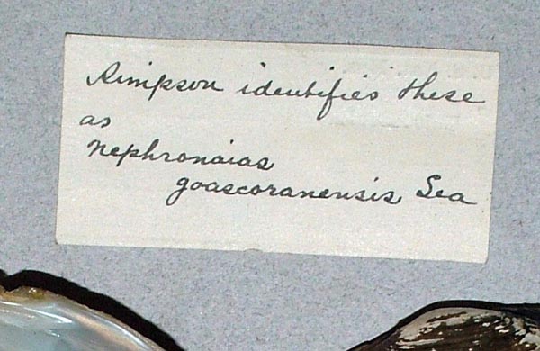 image of lot USNM_84399