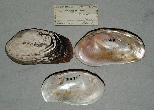 image of lot USNM_84410