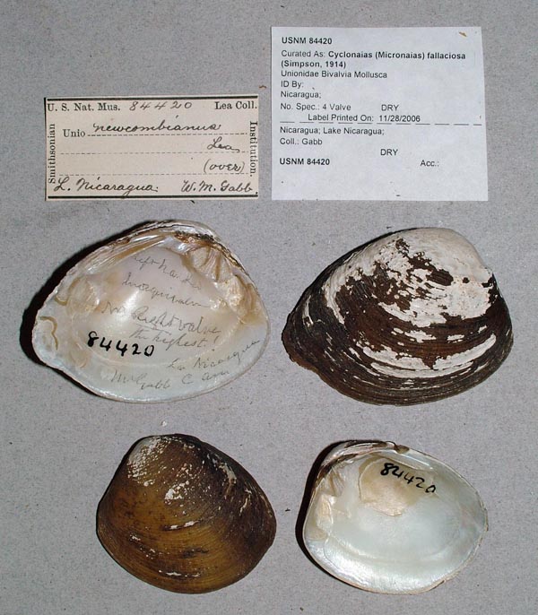 image of lot USNM_84420