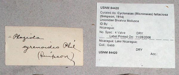 image of lot USNM_84420