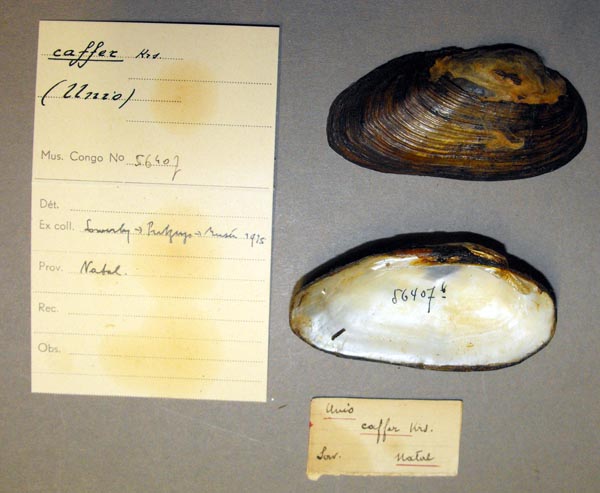 image of lot MRAC_56407