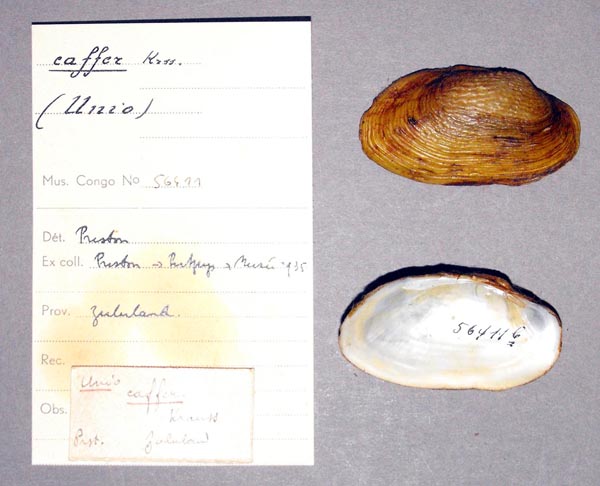 image of lot MRAC_56411