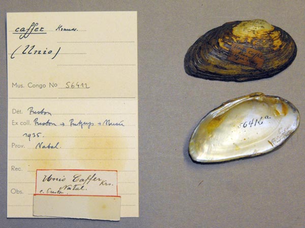 image of lot MRAC_56412