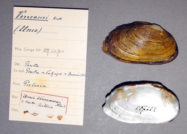 image of lot MRAC_56761