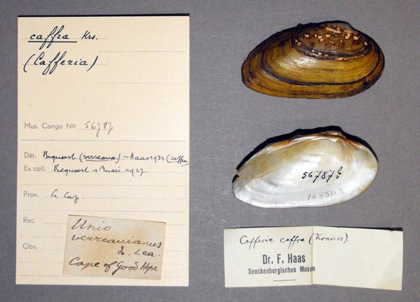 image of lot MRAC_56787