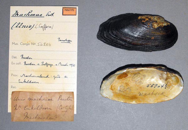 image of lot MRAC_56804