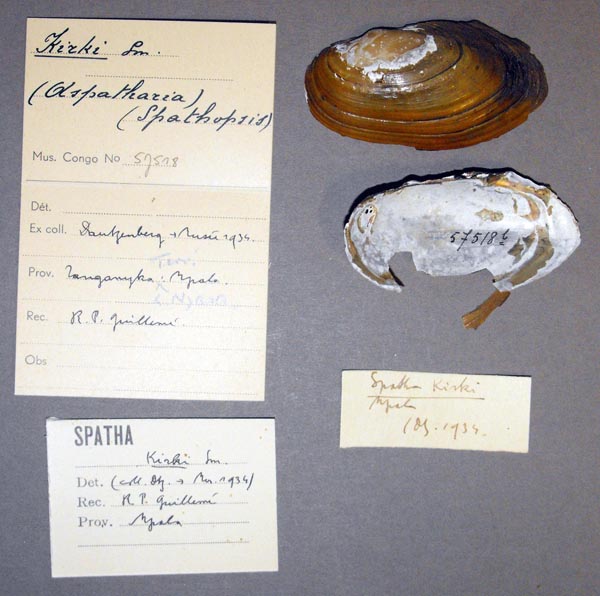 image of lot MRAC_57518