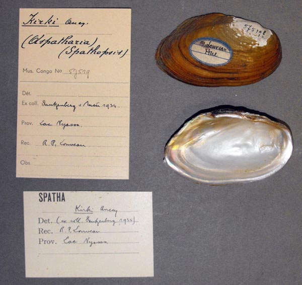 image of lot MRAC_57519