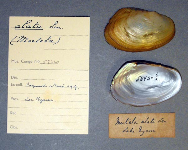 image of lot MRAC_58430