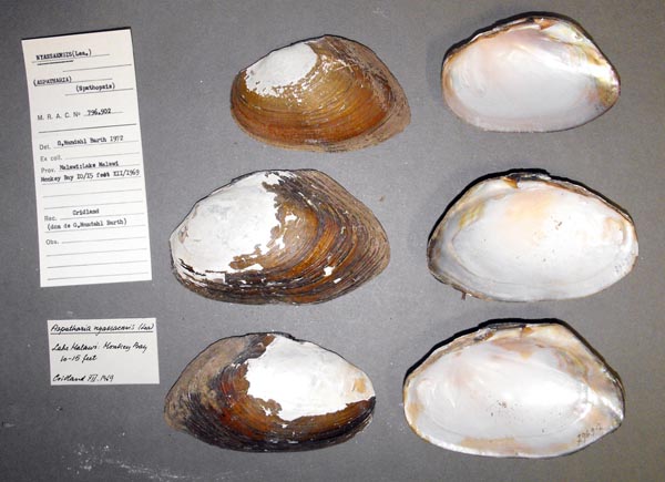 image of lot MRAC_796902