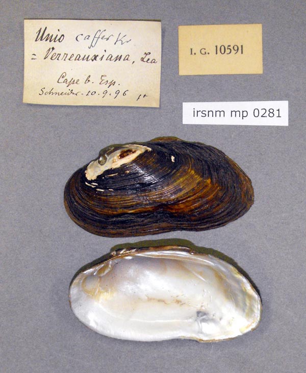 image of lot IRSNB_MP_0281