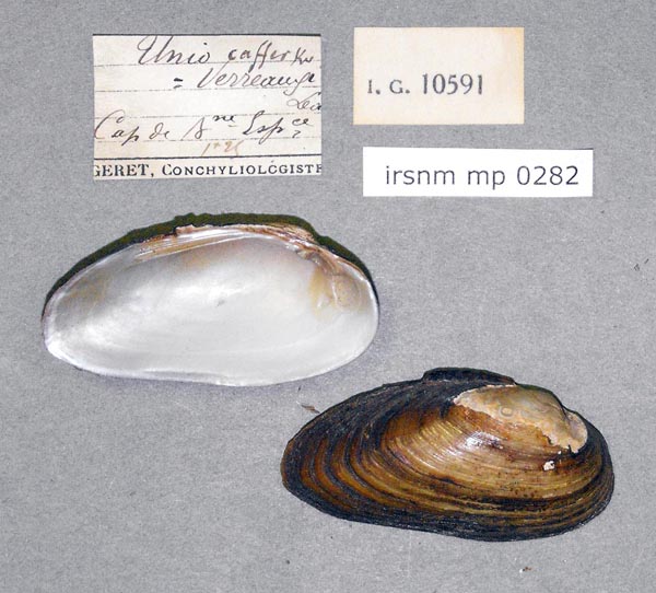 image of lot IRSNB_MP_0282