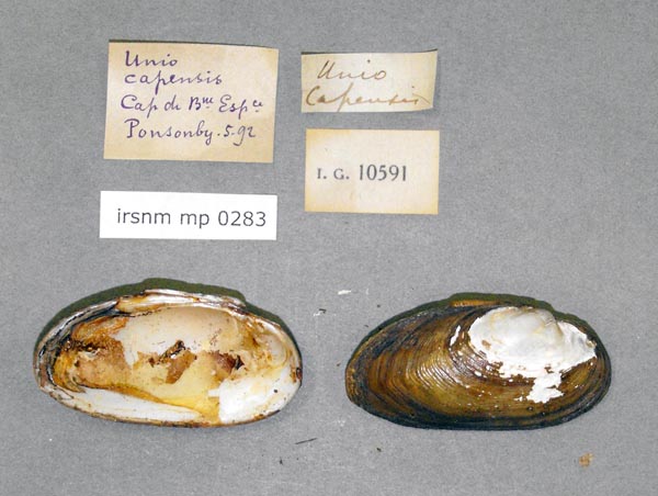 image of lot IRSNB_MP_0283