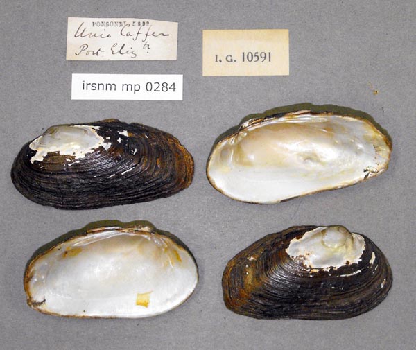 image of lot IRSNB_MP_0284