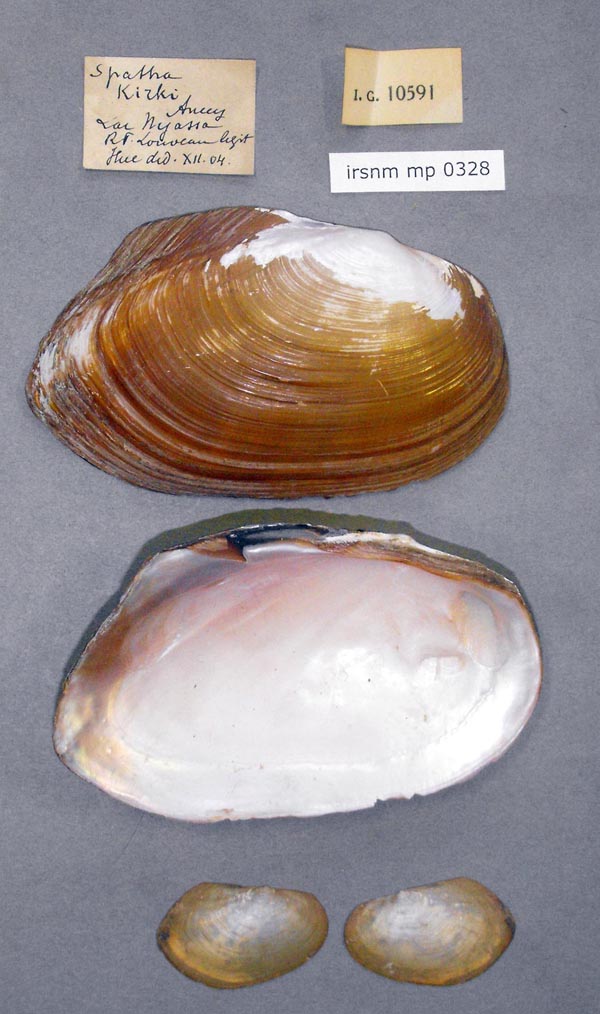 image of lot IRSNB_MP_0328