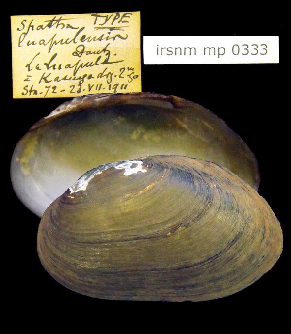 image of lot IRSNB_MP_0333