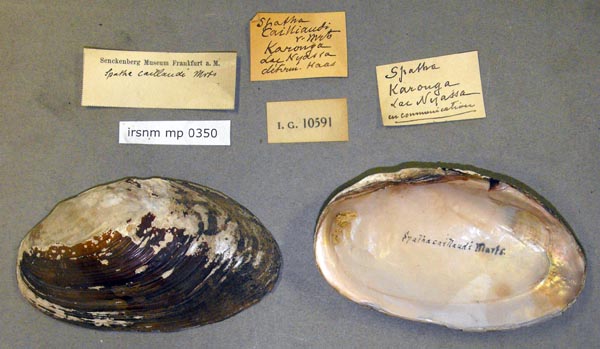 image of lot IRSNB_MP_0350