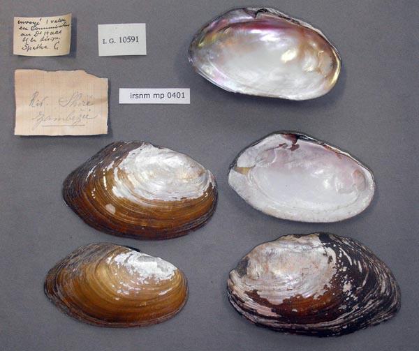 image of lot IRSNB_MP_0401