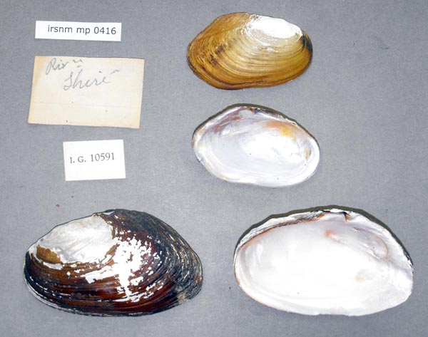 image of lot IRSNB_MP_0416