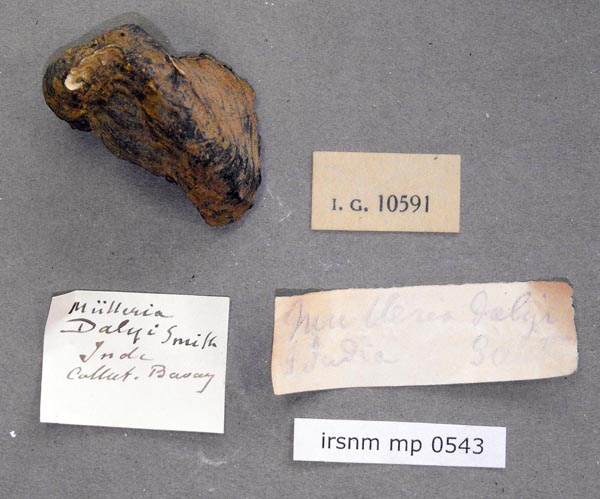 image of lot IRSNB_MP_0543