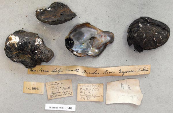 image of lot IRSNB_MP_0548