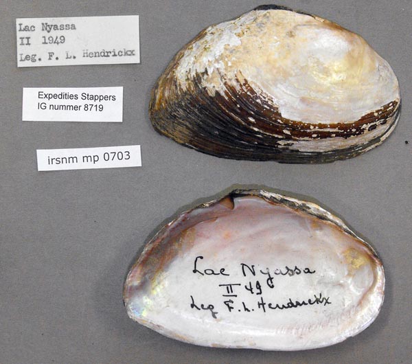 image of lot IRSNB_MP_0703