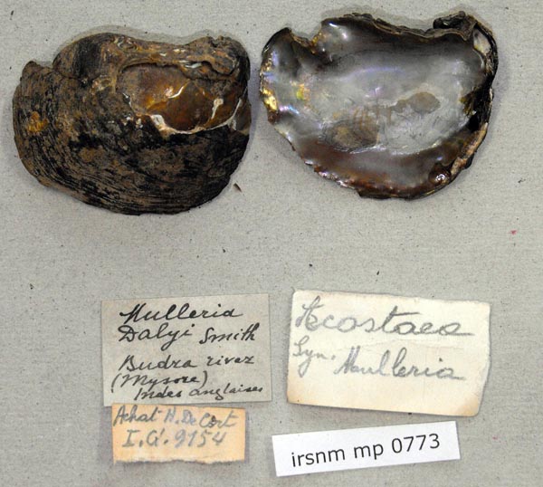 image of lot IRSNB_MP_0773