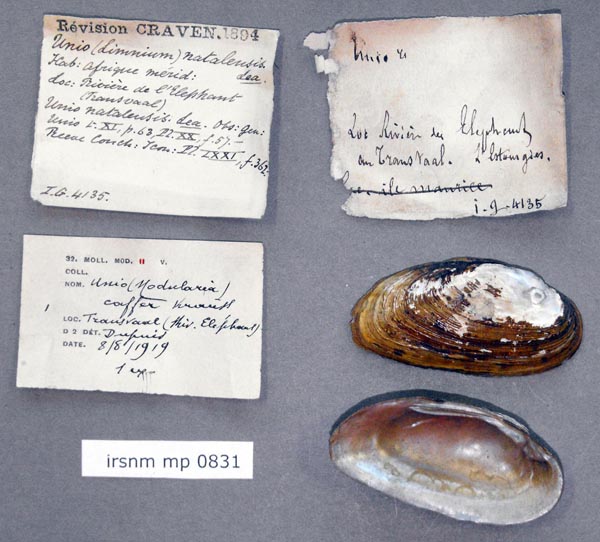 image of lot IRSNB_MP_0831