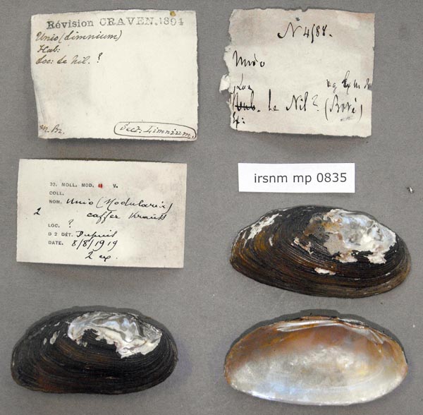 image of lot IRSNB_MP_0835