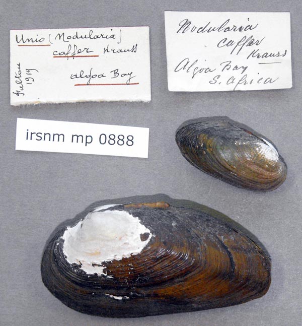 image of lot IRSNB_MP_0888