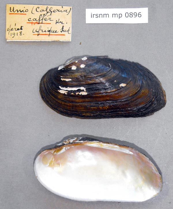 image of lot IRSNB_MP_0896