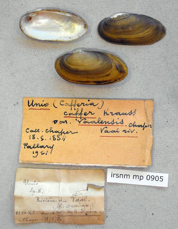 image of lot IRSNB_MP_0905