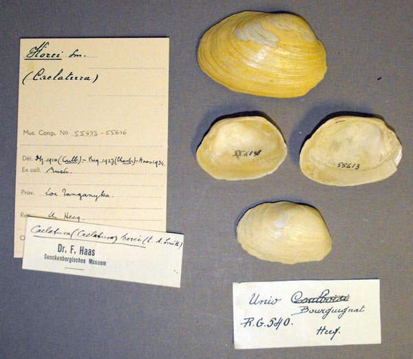 image of lot MRAC_55673 image of lot MRAC_55673