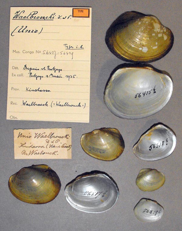 image of type lot image of type lot