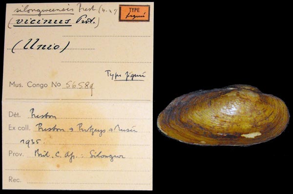 image of lot MRAC_56589