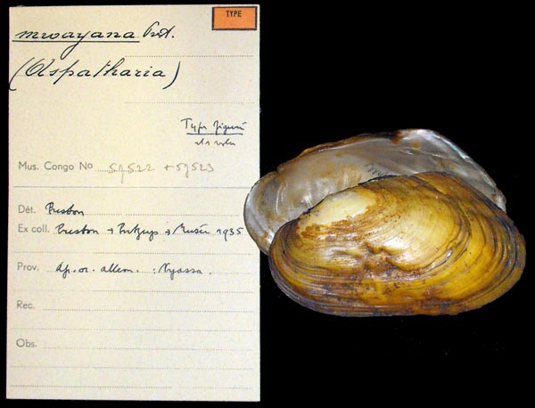 image of lot MRAC_57522