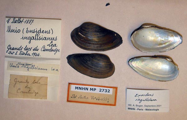 image of lot MNHN_MP_2732