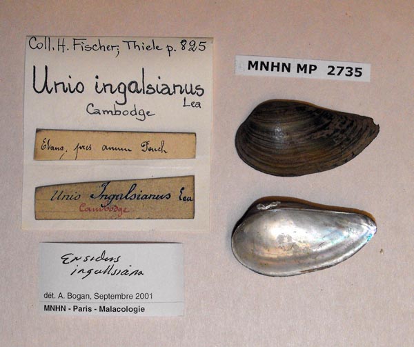 image of lot MNHN_MP_2735