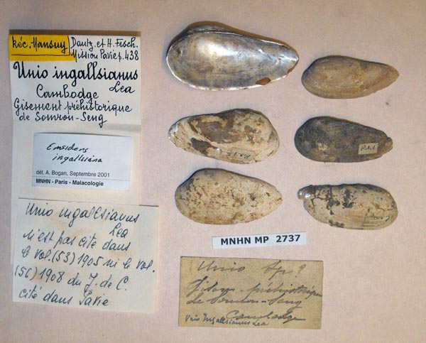 image of lot MNHN_MP_2737