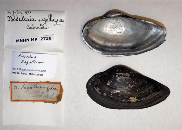 image of lot MNHN_MP_2738